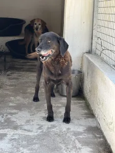 Adopt Tim