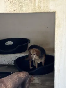 Hund Blum adoptieren
