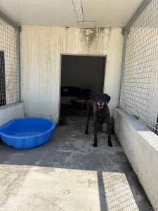 Adopt Tim