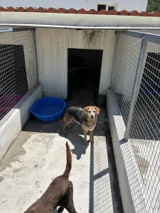 Adopt Tim