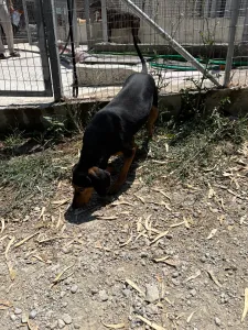 Adoptie hond Mitsos