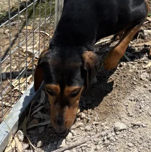 Adoptie hond Mitsos