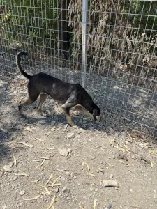 Adopt Anna