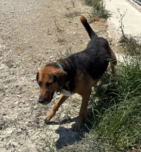 Adoptionsprofil für Bruno