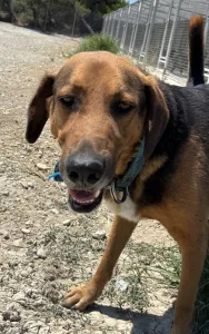 Adopt Bruno