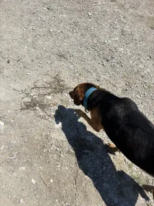 Adopt Bruno