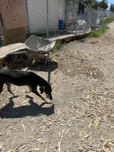 Adopt Anna