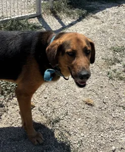 Adopt Bruno