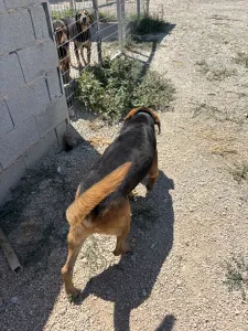 Adopt Bruno