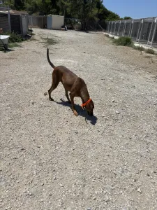 Adopt Azeh