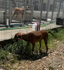 Adopt Azeh