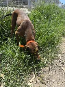 Adopt Azeh