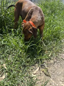 Adopt Azeh