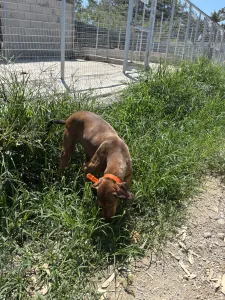 Adopt Azeh