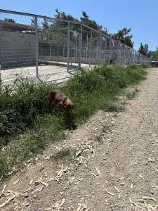 Adopt Azeh