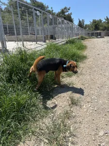 Adopt Bruno