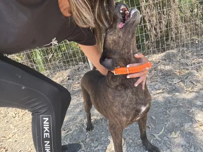Hund Tina adoptieren