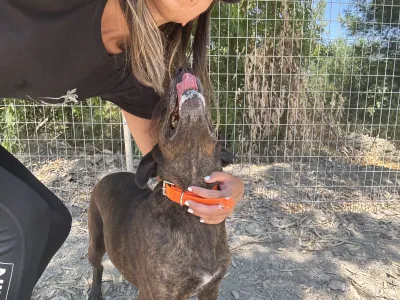 Hund Tina adoptieren