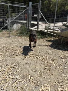 Hund Tina adoptieren