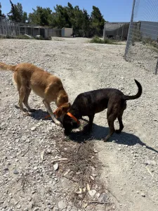 Hund Tina adoptieren