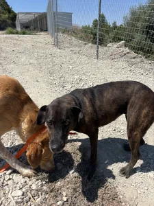 Hund Tina adoptieren