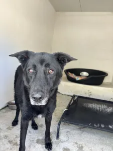 Adopt Blanky
