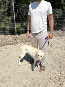 Adopt Snow