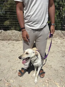 Adopt Snow