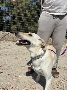 Adopt Snow