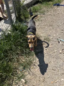 Hund Lucio adoptieren