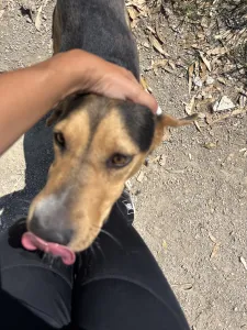 Hund Lucio adoptieren