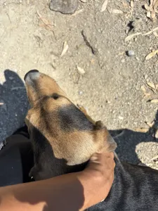 Hund Lucio adoptieren