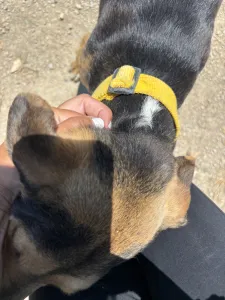 Hund Lucio adoptieren