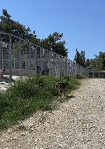 Hund Lucio adoptieren