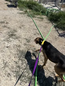 Hund Lucio adoptieren