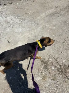 Hund Lucio adoptieren
