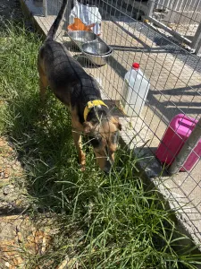 Adoptionsprofil für Lucio
