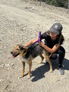 Hund Lucio adoptieren