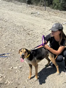 Hund Lucio adoptieren