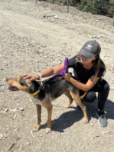 Hund Lucio adoptieren