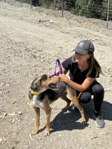 Hund Lucio adoptieren