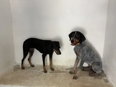 Adoptionsprofil für Babis