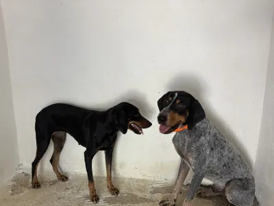 Adopt Babis