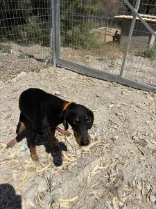 Adoptionsprofil für Lena