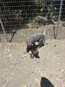Adopt Babis