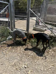 Adopt Babis