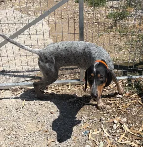 Adopt Babis