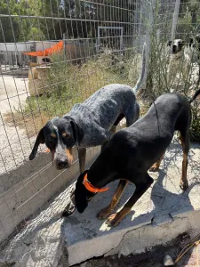 Adopt Lena
