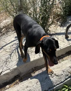 Adopt Lena