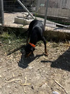 Adopt Lena